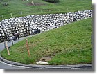 Sennausfahrt10_097.jpg